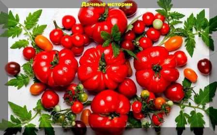 Удобрение для помидоров: как улучшить их вкус и качество.