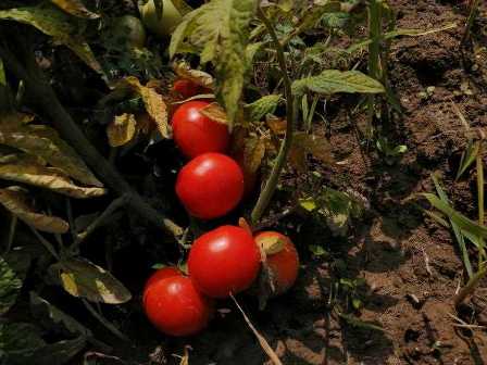Удобрение для томатов: как применять для повышения урожайности и качества плодов