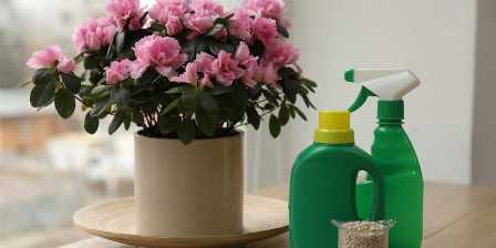 Удобрения для декоративных растений: эффективные способы усилить цветение