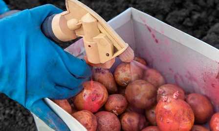 Удобрения для картофеля: основные рекомендации