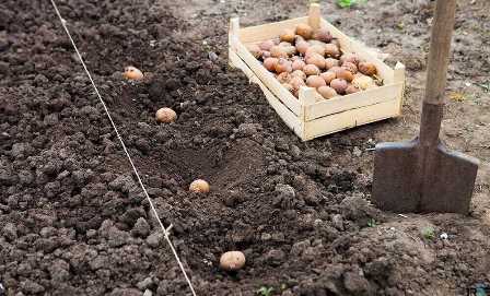 Удобрения для картошки: как достичь богатого урожая