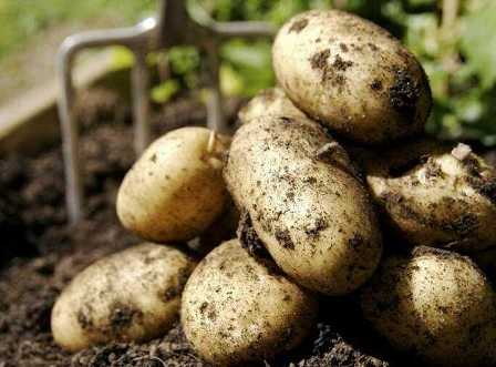 Удобрения для картошки: какие элементы питания необходимы для развития