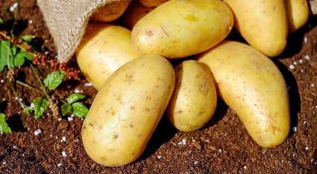 Удобрения для картошки: какие вещества необходимы для хорошего роста
