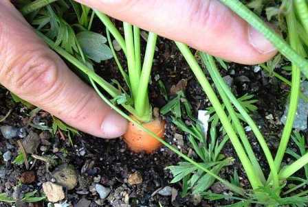Удобрения для моркови: как обеспечить качественный и обильный урожай