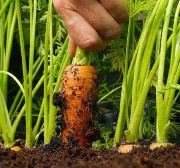 Удобрения для моркови: как обеспечить здоровый рост и обильный урожай
