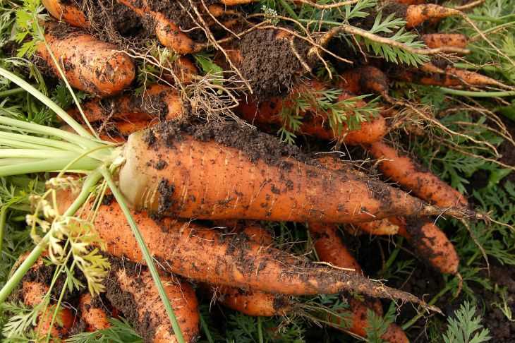 Удобрения для моркови: как получить крупные и сладкие корнеплоды