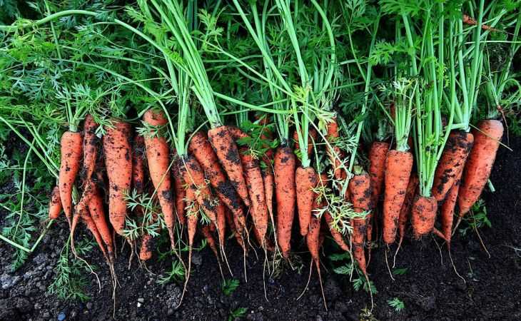 Удобрения для моркови: как получить крупные корнеплоды