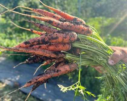 Удобрения для моркови: как получить сладкие и сочные корнеплоды