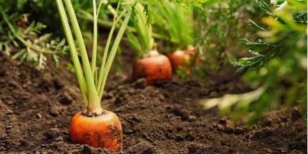 Удобрения для моркови: как создать условия для длинных и сочных корней.