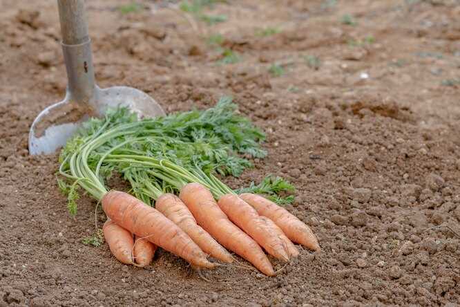 Удобрения для моркови: секреты успешного выращивания