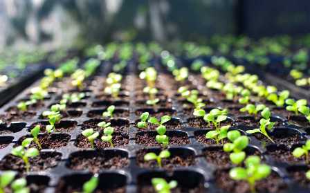 Удобрения для овощных растений: как подкормить растения в правильное время