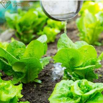 Удобрения для овощных растений: как создать идеальные условия для роста