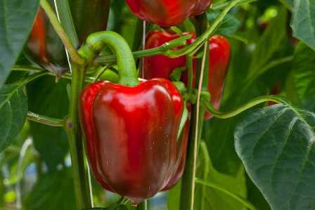 Удобрения для перцев: как обеспечить хороший урожай