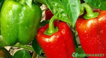 Удобрения для перцев: как получить новый урожай
