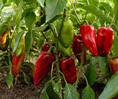 Удобрения для перцев: секреты успешного выращивания
