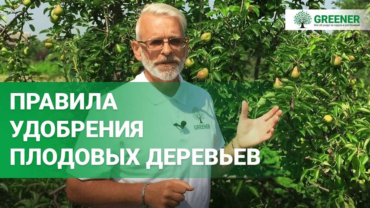 Удобрения для плодовых деревьев: секреты высоких урожаев