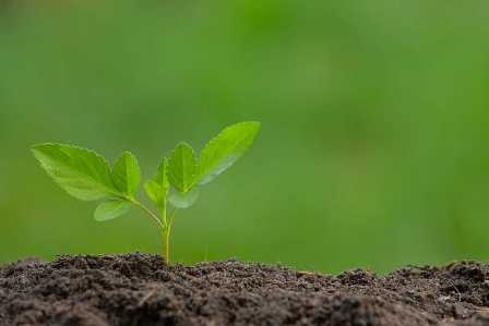 Удобрения для почвы сада: способы подготовки и улучшения фертильности.