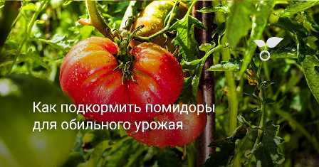 Удобрения для помидор: как достичь обильного урожая и стабильного роста
