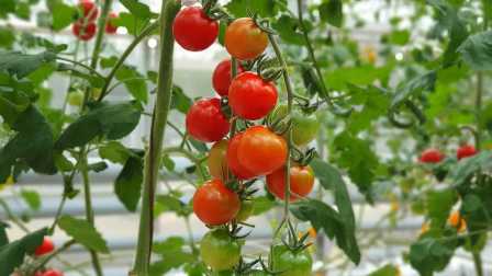 Удобрения для помидор: как достичь плодоношения раньше