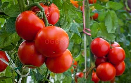 Удобрения для помидор: как достичь стабильного и качественного урожая