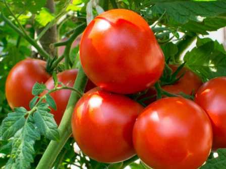 Удобрения для помидор: выбор и применение