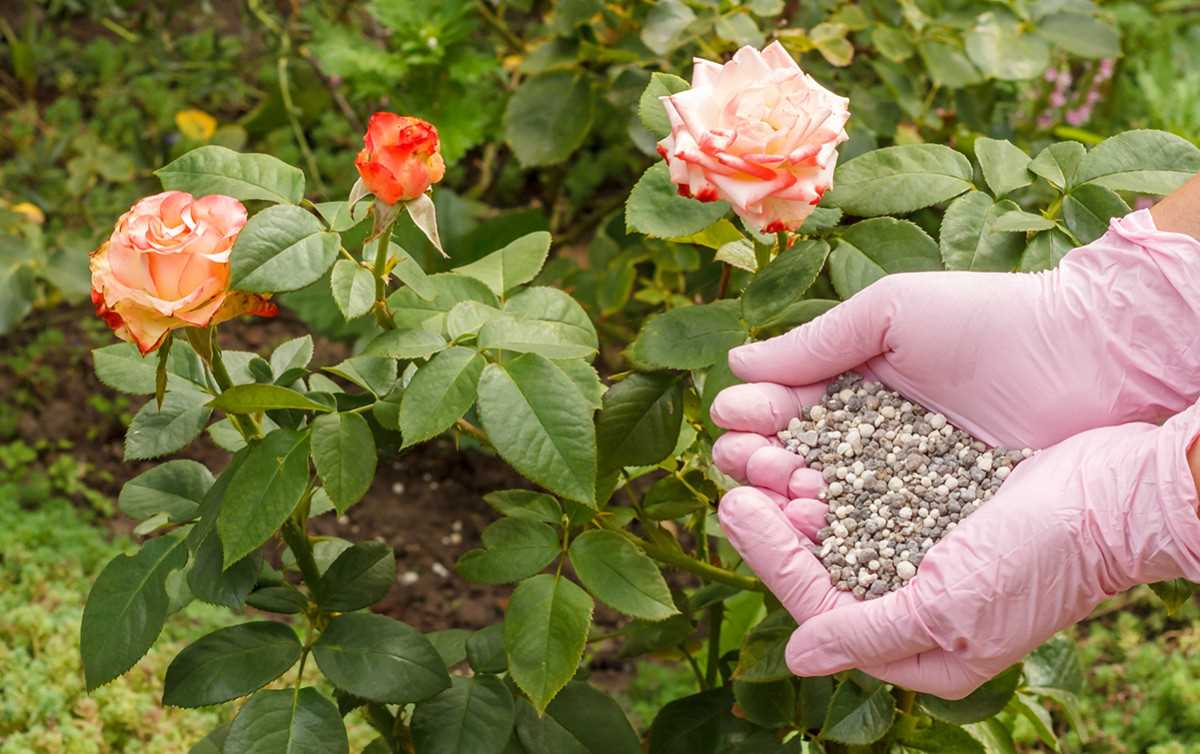 Удобрения для роз: как обеспечить красивое и длительное цветение