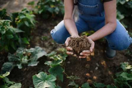 Удобрения для сада: как создать плодородную почву