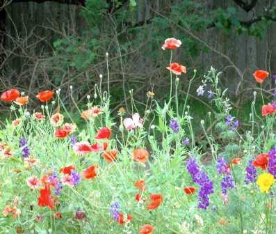 Удобрения для садовых цветов: как вырастить красивый сад