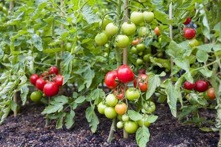 Удобрения для томатов: что нужно знать перед покупкой