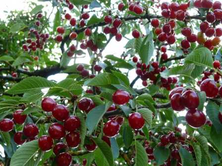 Удобрения для вишни: как подкармливать растения для получения сочных ягод.