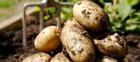 Удобрения, способствующие богатому урожаю картофеля.