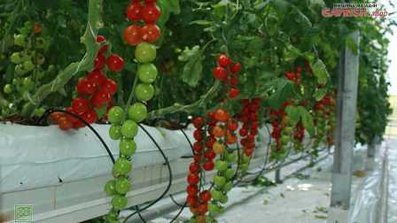Улучшение урожайности томатов с помощью удобрений