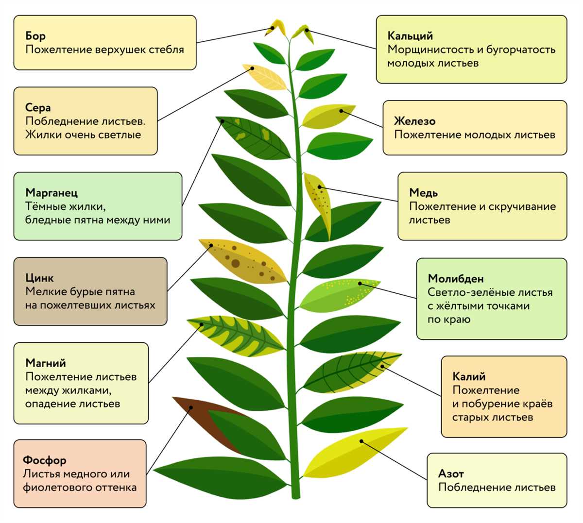 Управление питанием растений: удобрения и их роль.