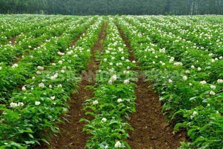 Увеличение урожайности картошки с помощью подбора правильных удобрений