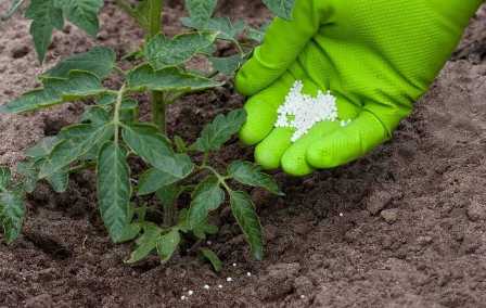 Уход за овощными растениями: как выбрать и применять удобрения