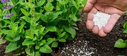 Важность правильной почвы для сада: роль удобрений